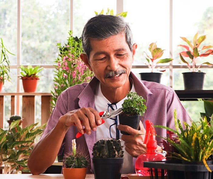 An older Asian man pruning plants in a green house